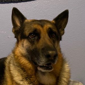 Meet your Posher, Alexa